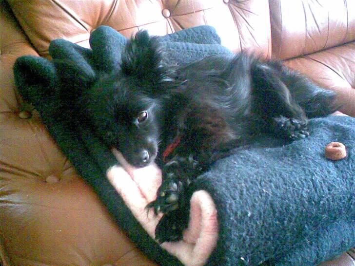 Pomeranian Chippo (R.I.P) billede 19