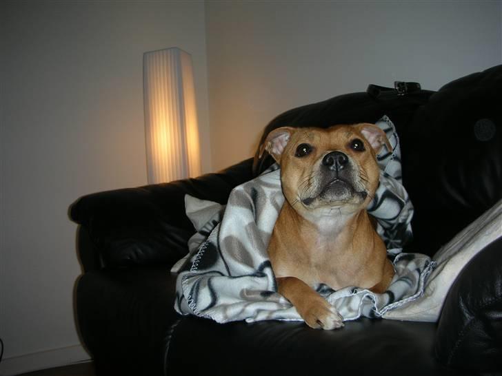 Staffordshire bull terrier Aya billede 11