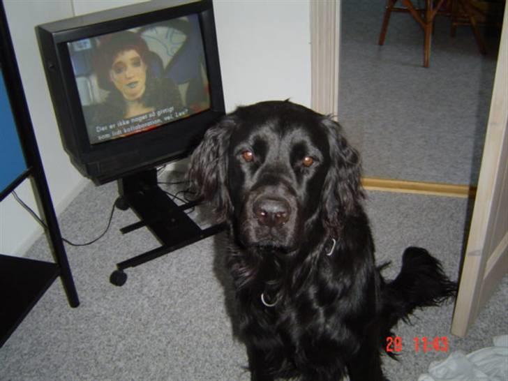 Blanding af racer Simba billede 1