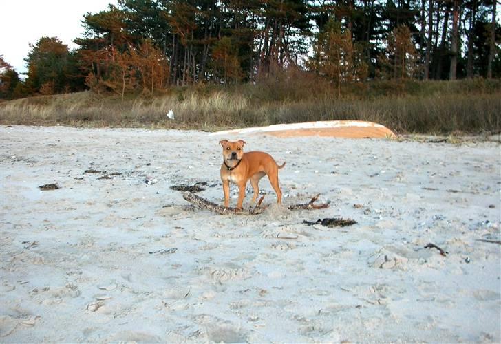 Staffordshire bull terrier Aya billede 12