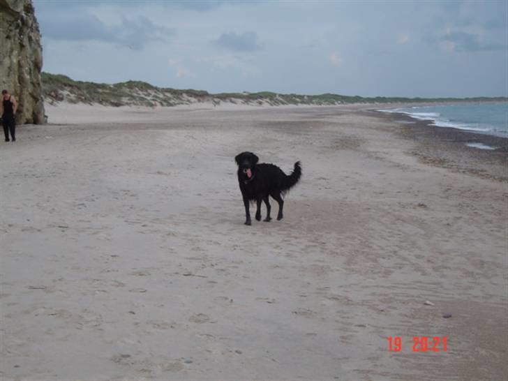 Blanding af racer Simba - Der intet bedre end en går tur ved stranden, Simba er en rigtig vandhund billede 2