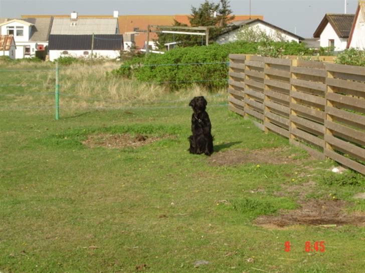 Blanding af racer Simba billede 4