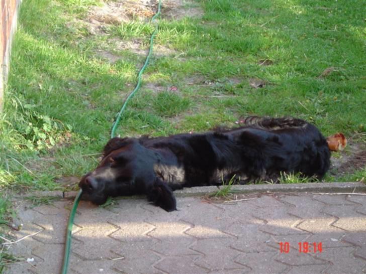 Blanding af racer Simba - Simba keder sig, og vil gerne ud og gå :) billede 5