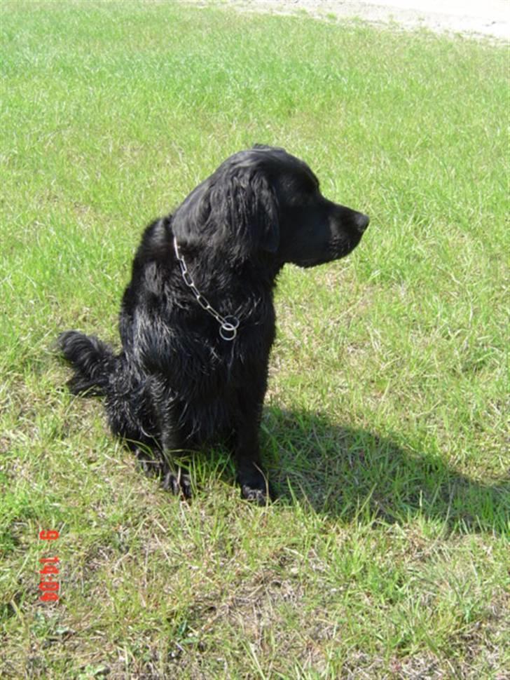 Blanding af racer Simba billede 6