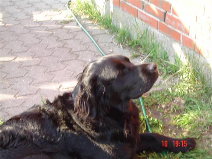 Blanding af racer Simba billede 7