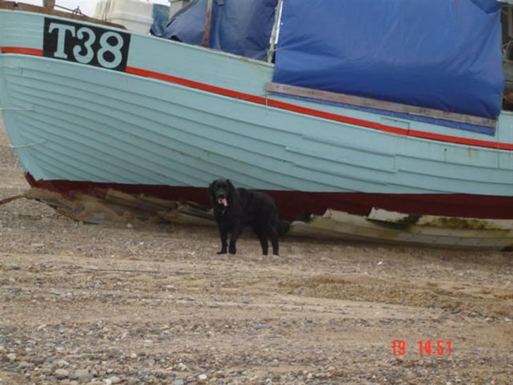 Blanding af racer Simba - Endnu en lille tur ved stranden :) billede 8