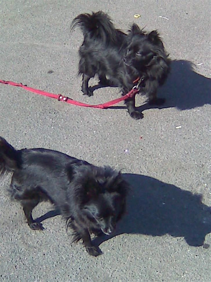 Pomeranian Gismo (R.I.P) billede 1