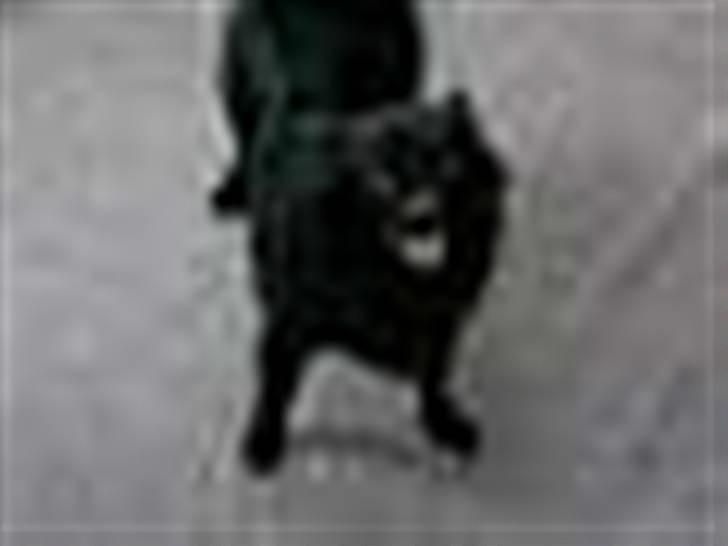 Pomeranian Gismo (R.I.P) billede 2