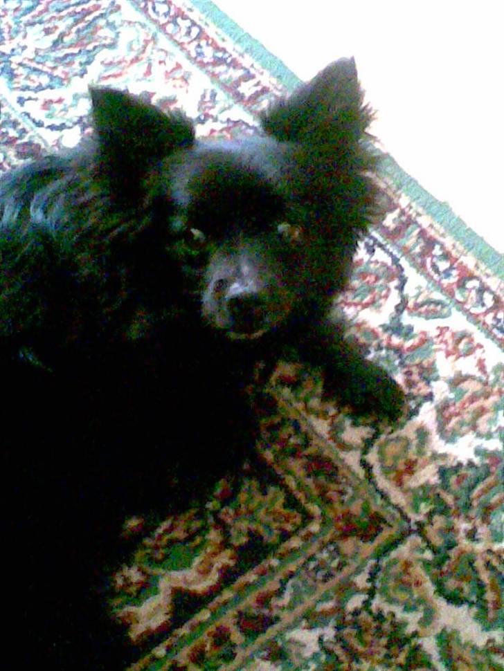 Pomeranian Gismo (R.I.P) billede 3