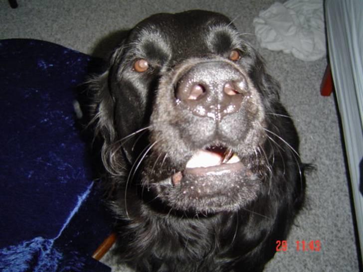 Blanding af racer Simba - vo vo :) billede 9