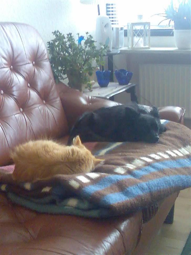 Pomeranian Gismo (R.I.P) billede 4