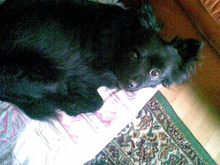 Pomeranian Gismo (R.I.P) billede 5