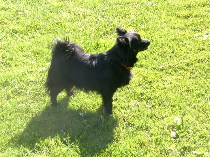 Pomeranian Gismo (R.I.P) billede 6