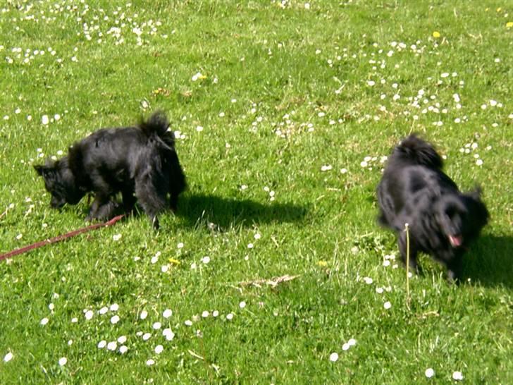 Pomeranian Gismo (R.I.P) billede 7