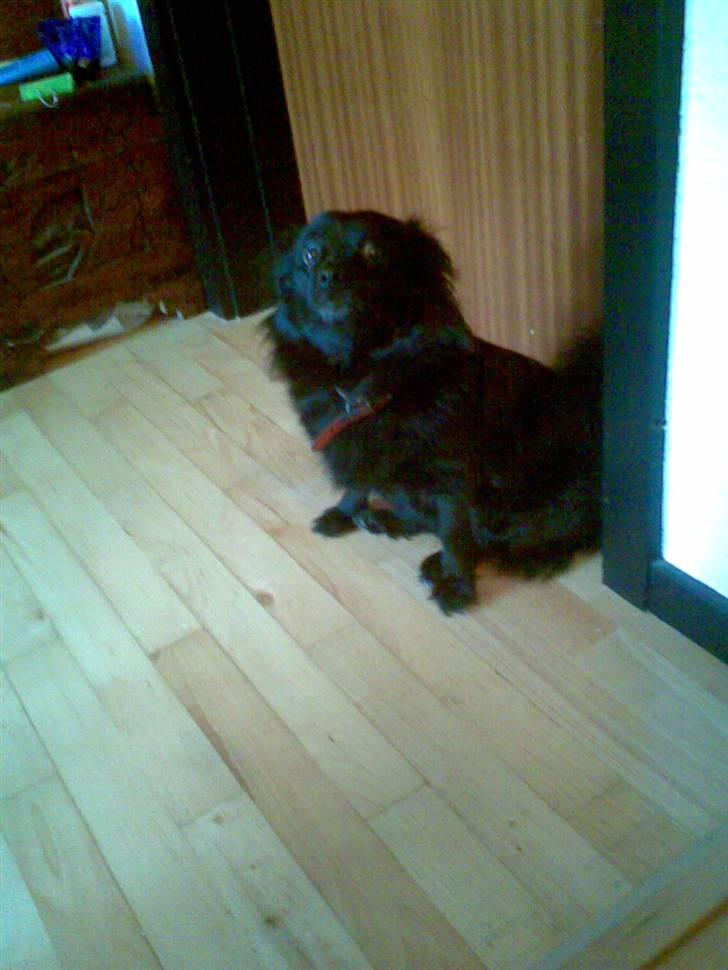 Pomeranian Gismo (R.I.P) billede 8