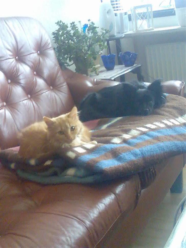 Pomeranian Gismo (R.I.P) billede 9