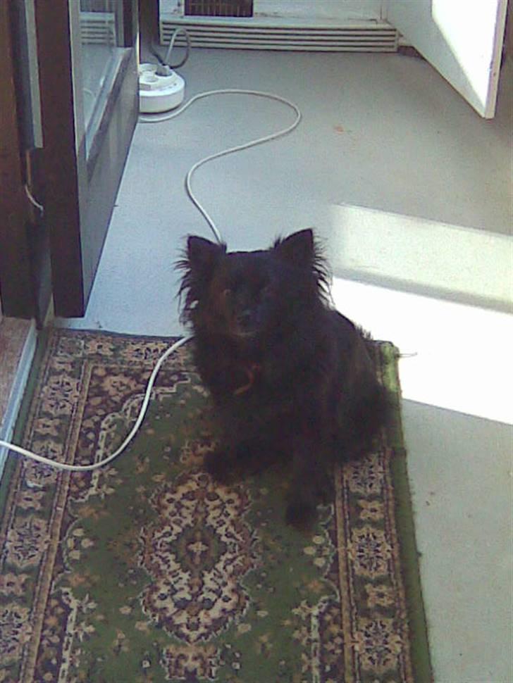 Pomeranian Gismo (R.I.P) billede 10