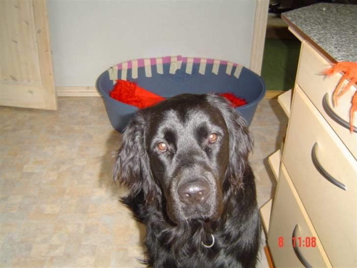 Blanding af racer Simba - Endnu et sødt billede af den lille vovse :) billede 11