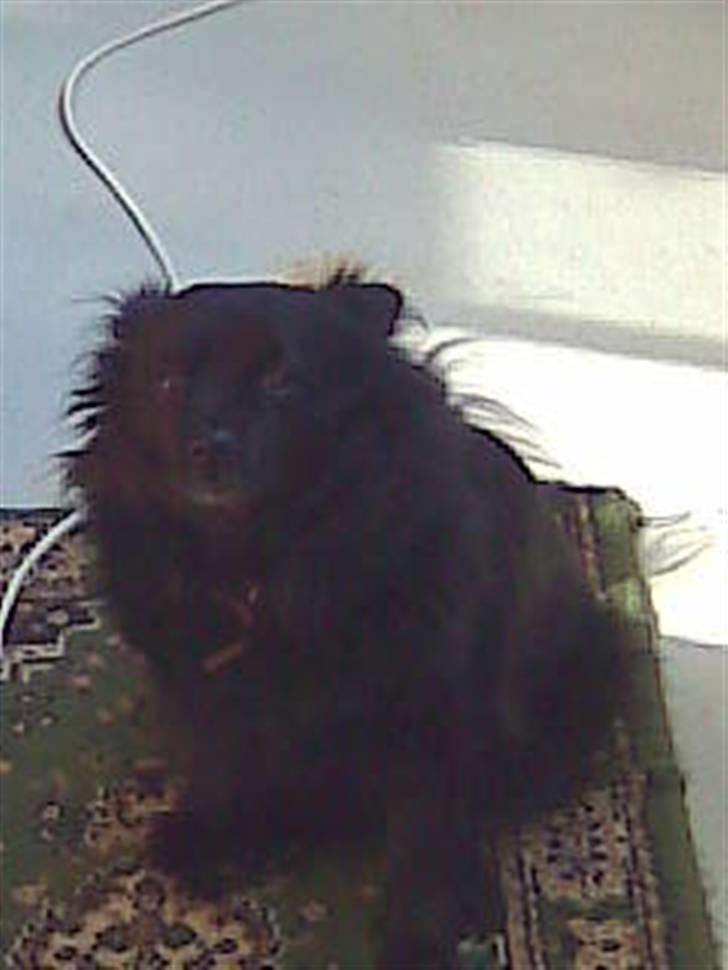 Pomeranian Gismo (R.I.P) billede 11