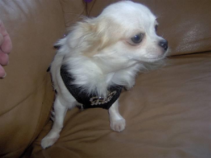 Chihuahua Fie billede 2