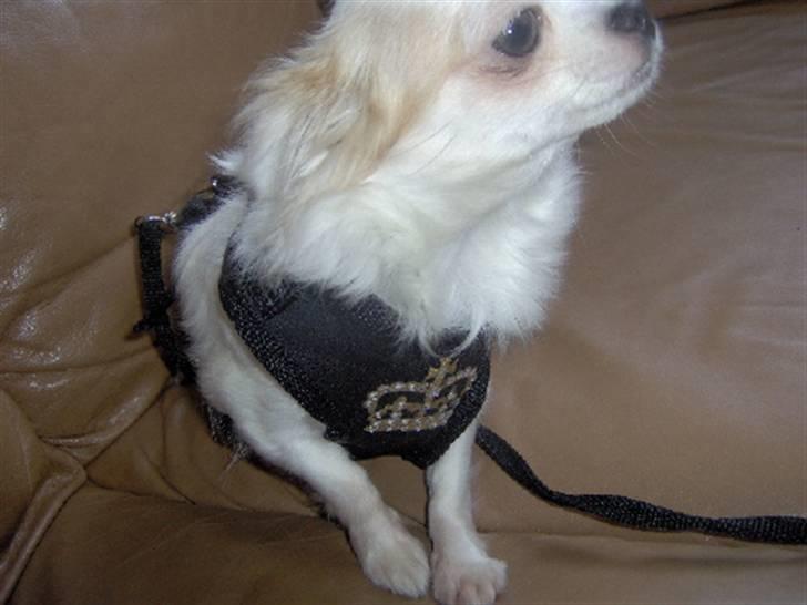 Chihuahua Fie - Fie i sin nye fine V/B sele med guldkrone billede 3