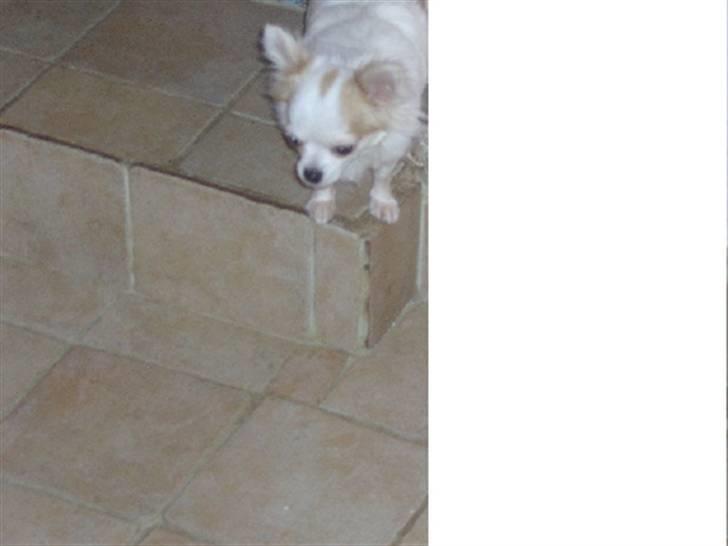 Chihuahua Fie billede 4