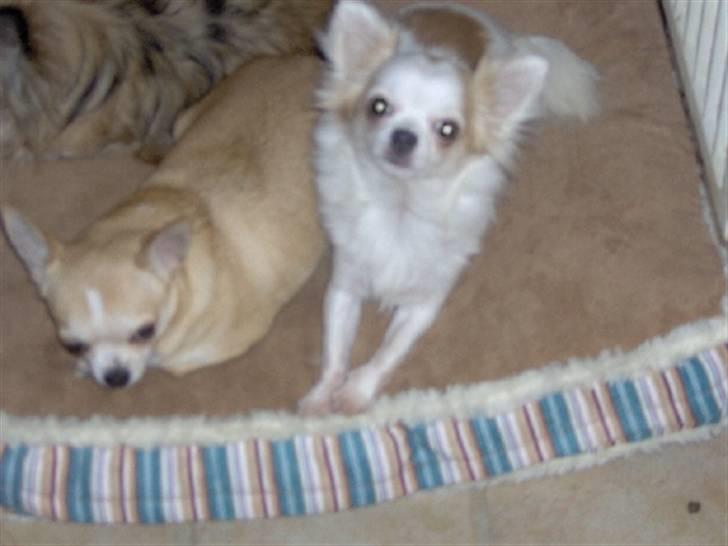 Chihuahua Fie - FIE I BØRNEHAVE :-) billede 5