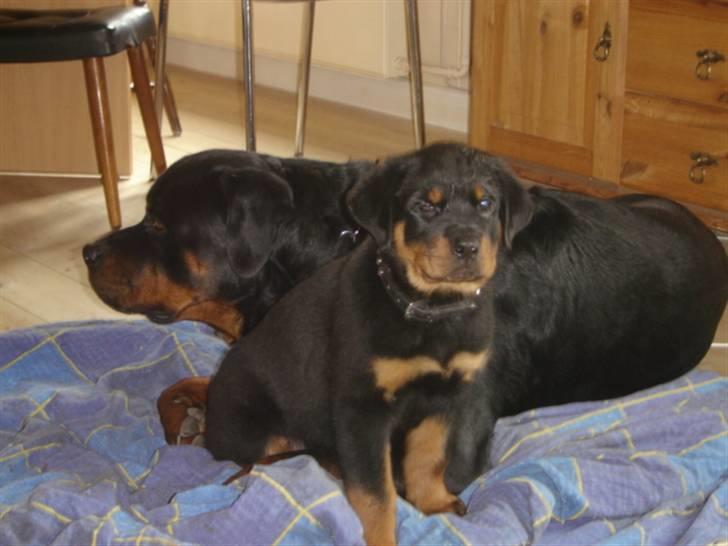 Rottweiler Loke  - 23.3.08 .. Sidder sammen med min kommende storebror .. billede 1