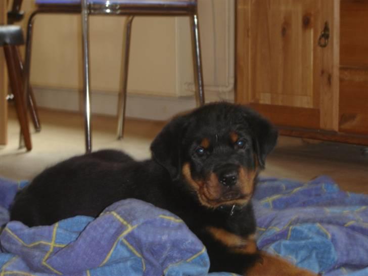 Rottweiler Loke  - 23..3.08 .. Stjal så oz lige han tæppe .. men det var vist ok .. billede 2