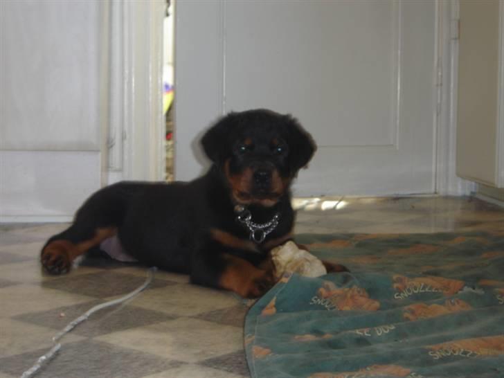 Rottweiler Loke  - 1.4.08 .. så er jeg rigtig flyttet ind .. Fandt lige et gammel suttet ben .. billede 3