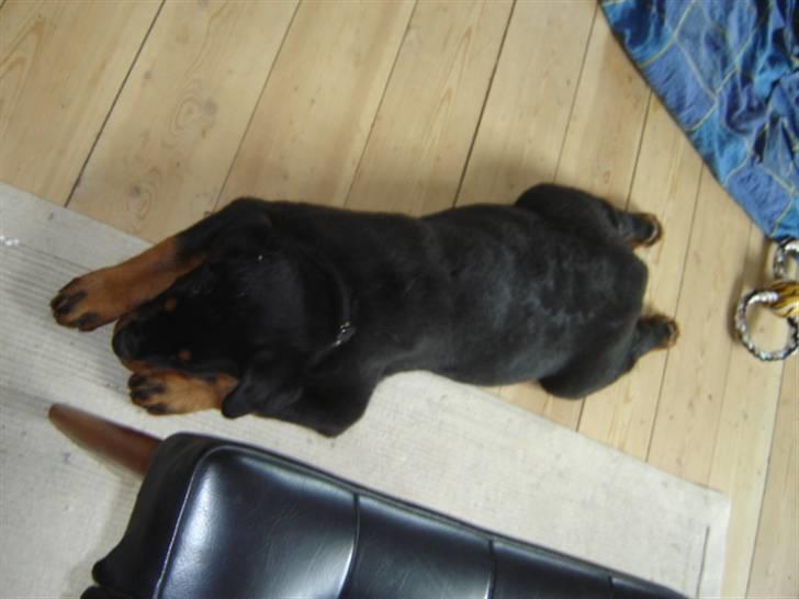 Rottweiler Loke  - 1.4.08 .. er lidt træt .. hårdt at være lille .. billede 4