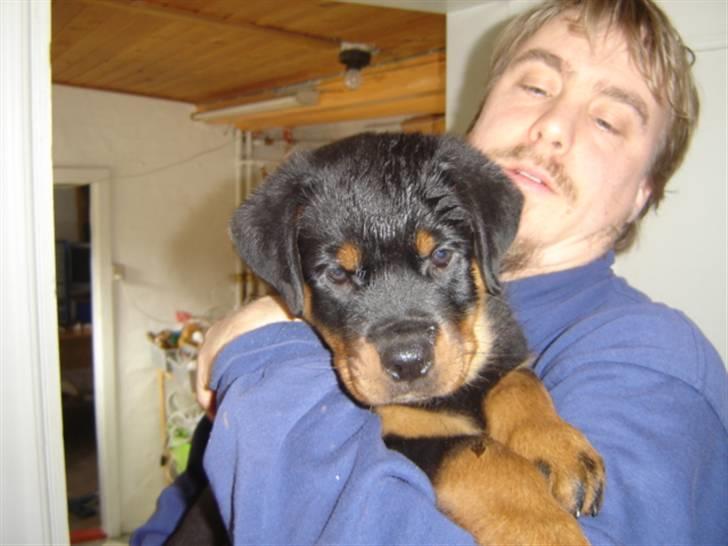 Rottweiler Loke  - 23.03.08 .. Første besøg hos min nye Fam.   billede 5