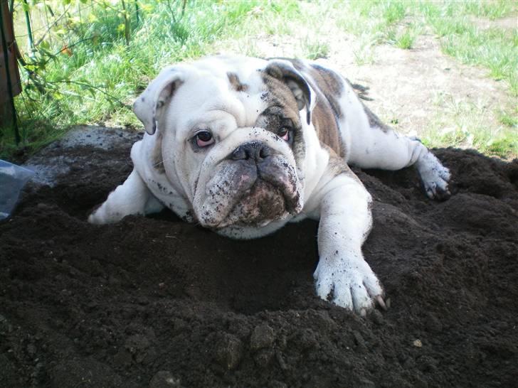 Engelsk bulldog Sumo billede 1