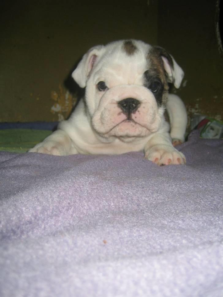 Engelsk bulldog Sumo billede 2