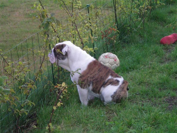 Engelsk bulldog Sumo billede 3