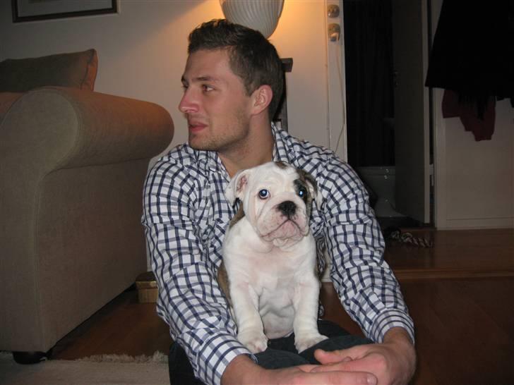 Engelsk bulldog Sumo billede 4