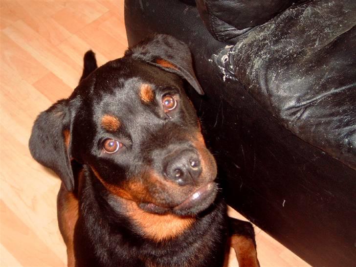Rottweiler kenzo *død/aflivet* billede 1