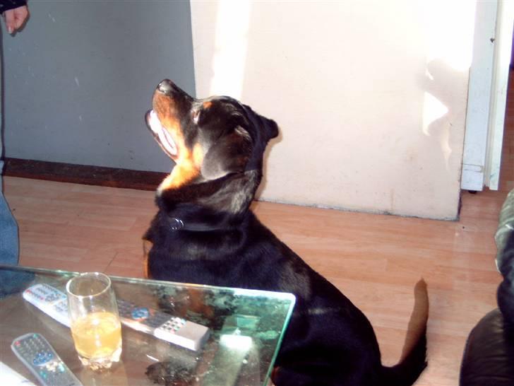 Rottweiler kenzo *død/aflivet* billede 2