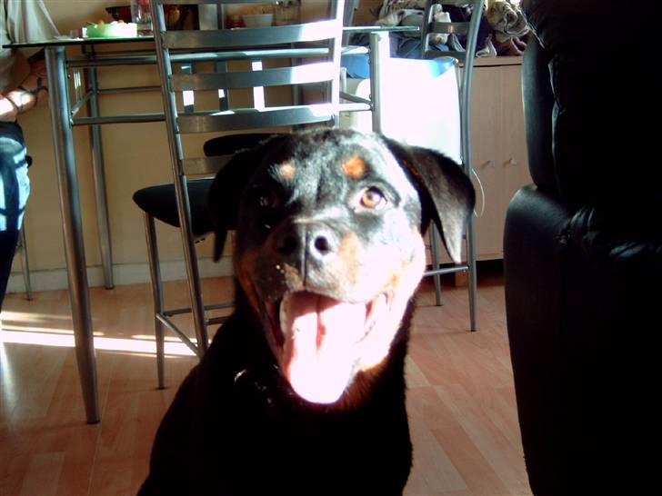 Rottweiler kenzo *død/aflivet* billede 3