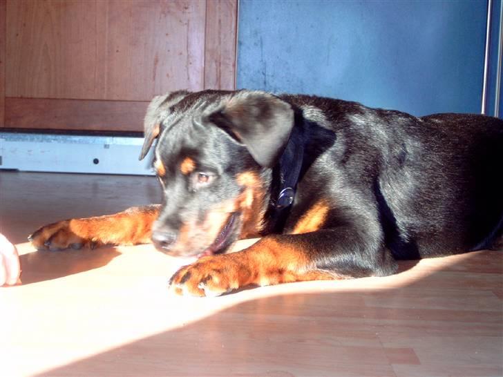 Rottweiler kenzo *død/aflivet* billede 4