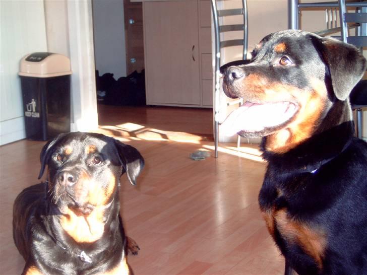 Rottweiler kenzo *død/aflivet* billede 5