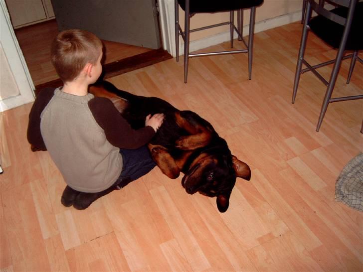 Rottweiler kenzo *død/aflivet* billede 6