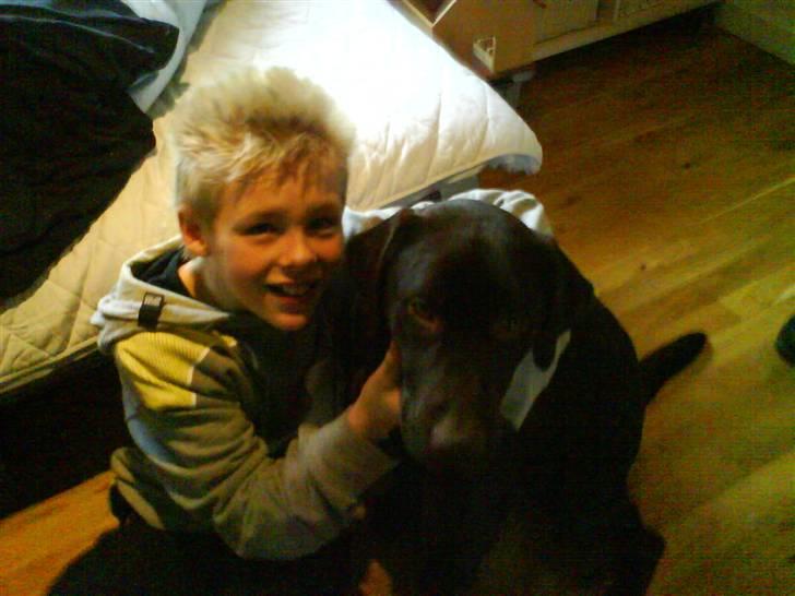 Labrador retriever Balder  billede 13