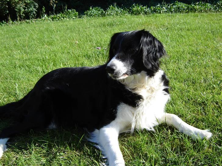 Blanding af racer lady - det er lige noget få mig billede 1