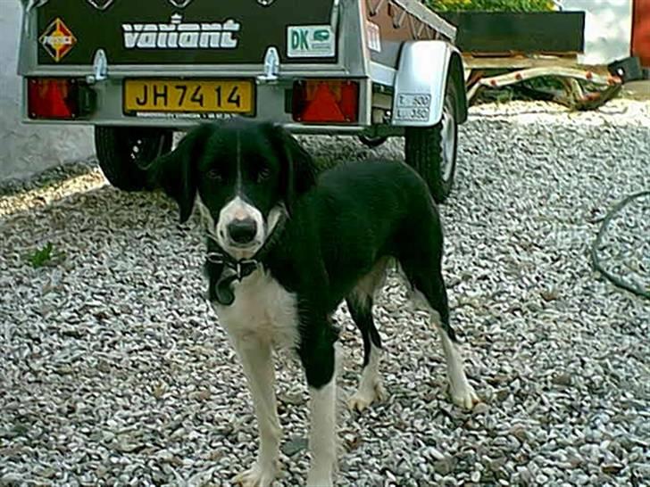 Blanding af racer lady - hvis du skal tage et billede af mig, så skal jeg lige gøre mig i stand først. billede 2