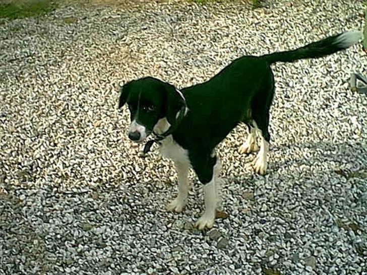 Blanding af racer lady - se der er en bil til, og der er også en. billede 3