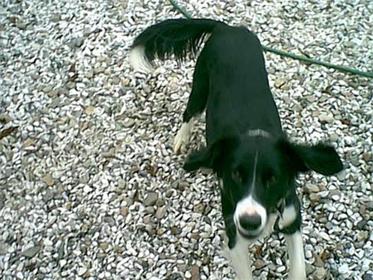 Blanding af racer lady - leg nu lidt med mig. billede 4