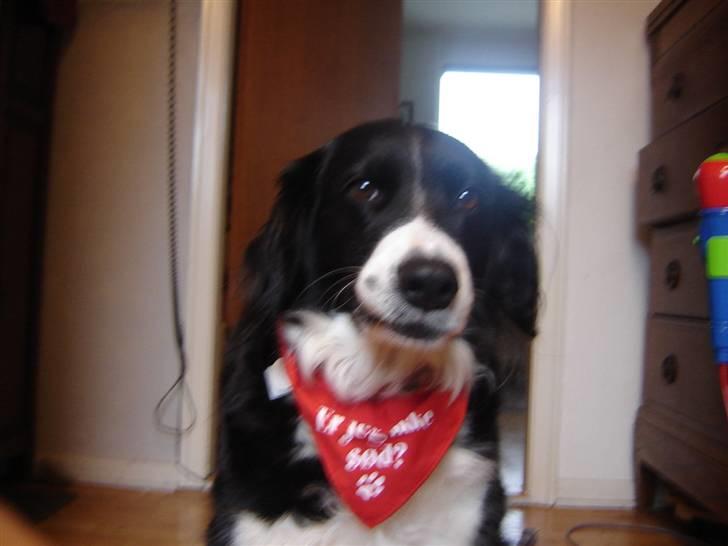 Blanding af racer lady - min beste ven er christine billede 9