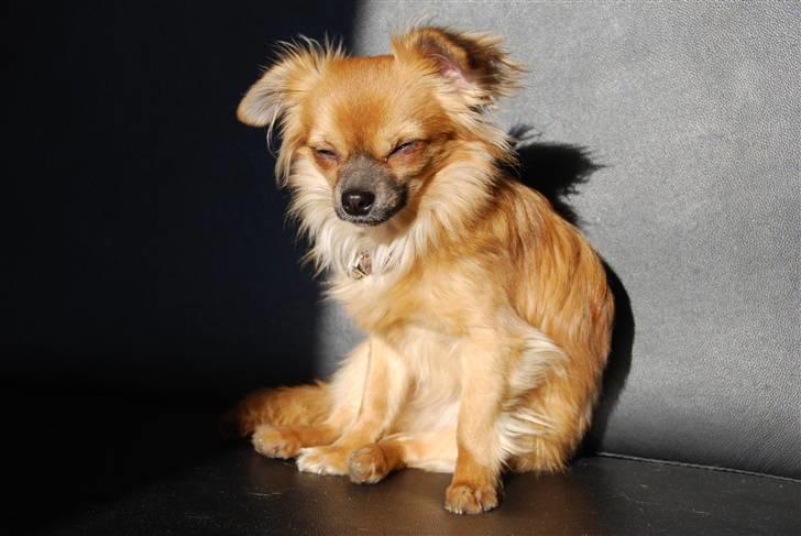 Chihuahua Ricko aka kongemand - Lad mig nu sove billede 7