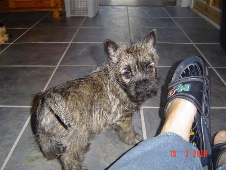 Cairn terrier Viktor billede 6